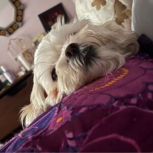 Meet your Posher, Mali